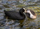 John Scholey - Coot - Chick.jpg